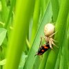 ARAIGNEE CRABE  dévorant un cercope. (Insecte hémiptère suceur de sève des plantes ligneuses ou herbacées). Photo 5. PASCAL GOUHIER